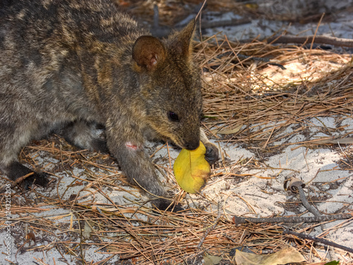 Quokka (Setonix brachyurus) in Australia photo