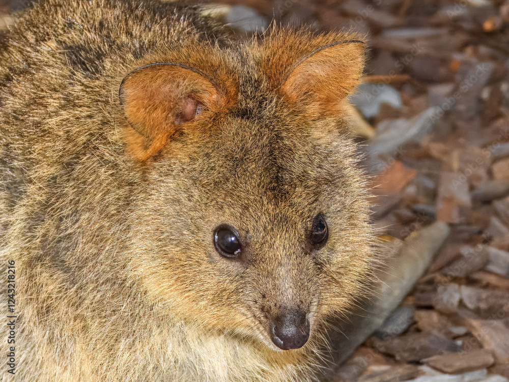 Quokka (Setonix brachyurus) in Australia Quokka (Setonix brachyurus) in Australia