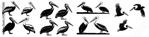 Multiple illustrations showcasing pelicans in various poses and orientations on a white background