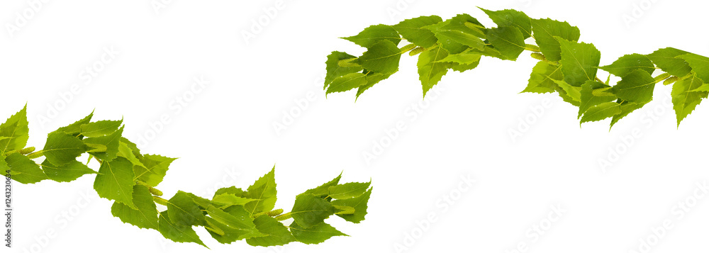 Birch branch