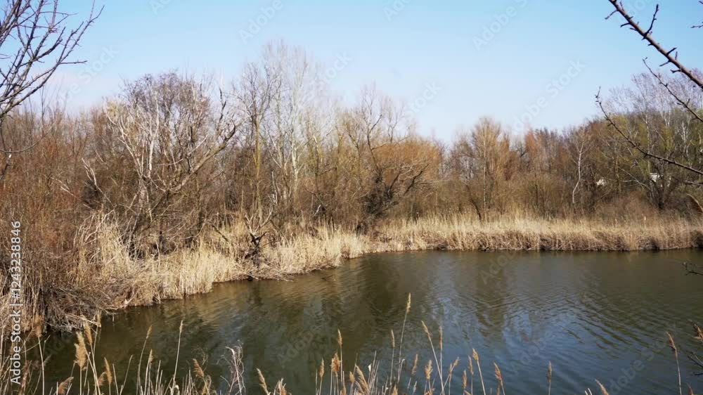 Tranquil waters and bare trees in early spring at a serene lakeside location