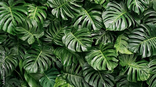 Wallpaper Mural Lush green monstera leaves create a vibrant tropical atmosphere in a dense foliage setting Torontodigital.ca