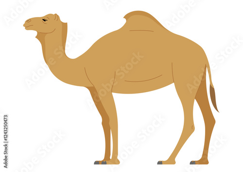 Camel. Full-body dromedary camel, one-humped Arabian camel. Side view of animal. Simple vector illustration, isolated on white background.