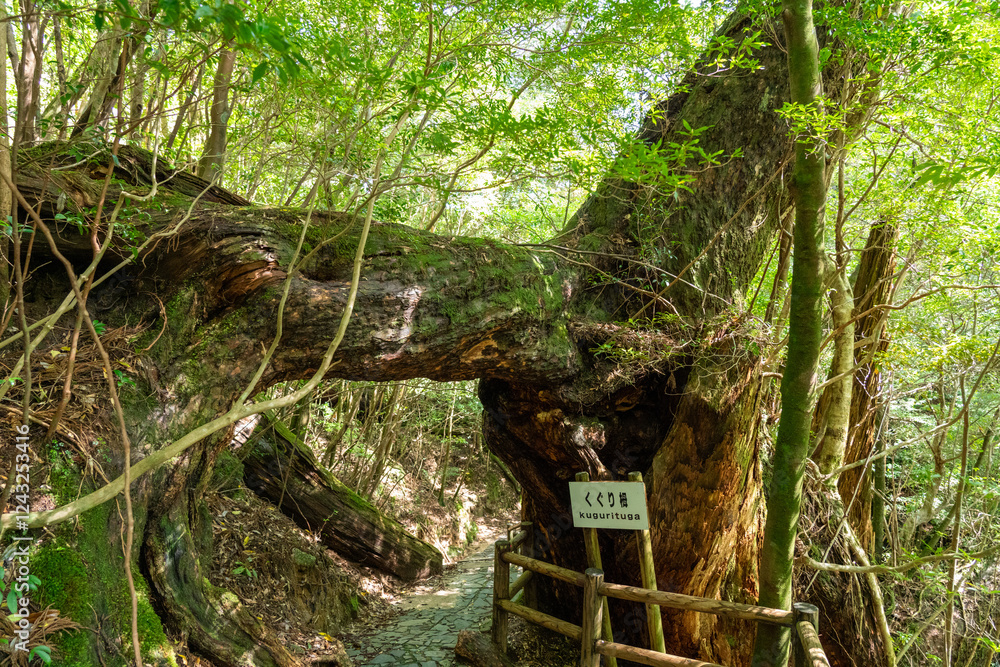 屋久島のヤクスギランドのくぐり栂(くぐりつが)
