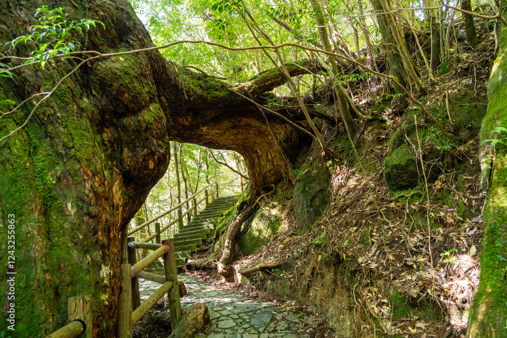 屋久島のヤクスギランドのくぐり栂(くぐりつが)