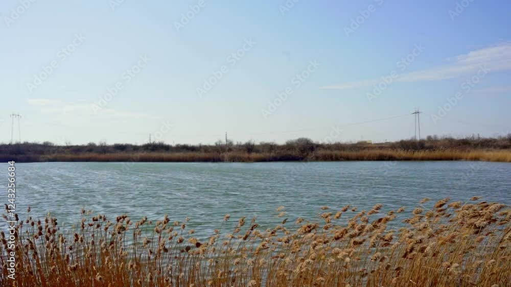 Serene waterfront view with tall grass swaying on a sunny day near a calm lake Serene waterfront view with tall grass swaying on a sunny day near a calm lake
