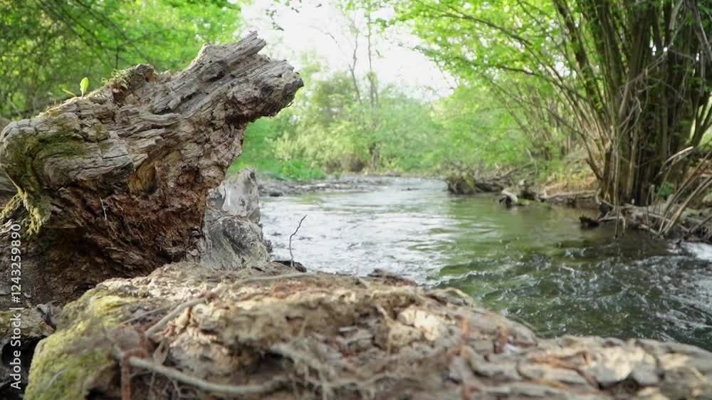 Flowing water and moss-covered rocks create a serene natural setting in the forest Flowing water and moss-covered rocks create a serene natural setting in the forest