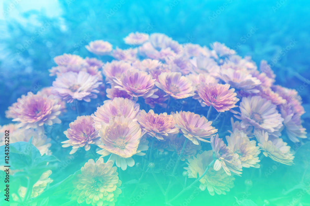 Flowering chrysanthemum on the field in autumn in gradient pastel color. Nature flower background