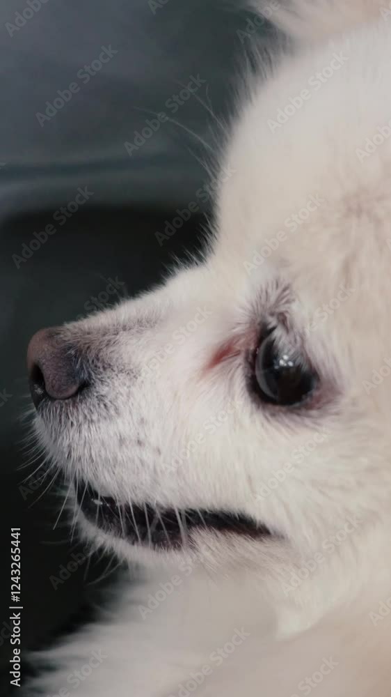 little fluffy puppy dog white cream color looks at camera with cute look. Pomeranian breed Spitz playfully sits on sofa. Animals are friends of people little fluffy puppy dog white cream color looks at camera with cute look. Pomeranian breed Spitz playfully sits on sofa. Animals are friends of people