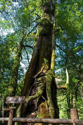 屋久島のヤクスギランドの千年杉