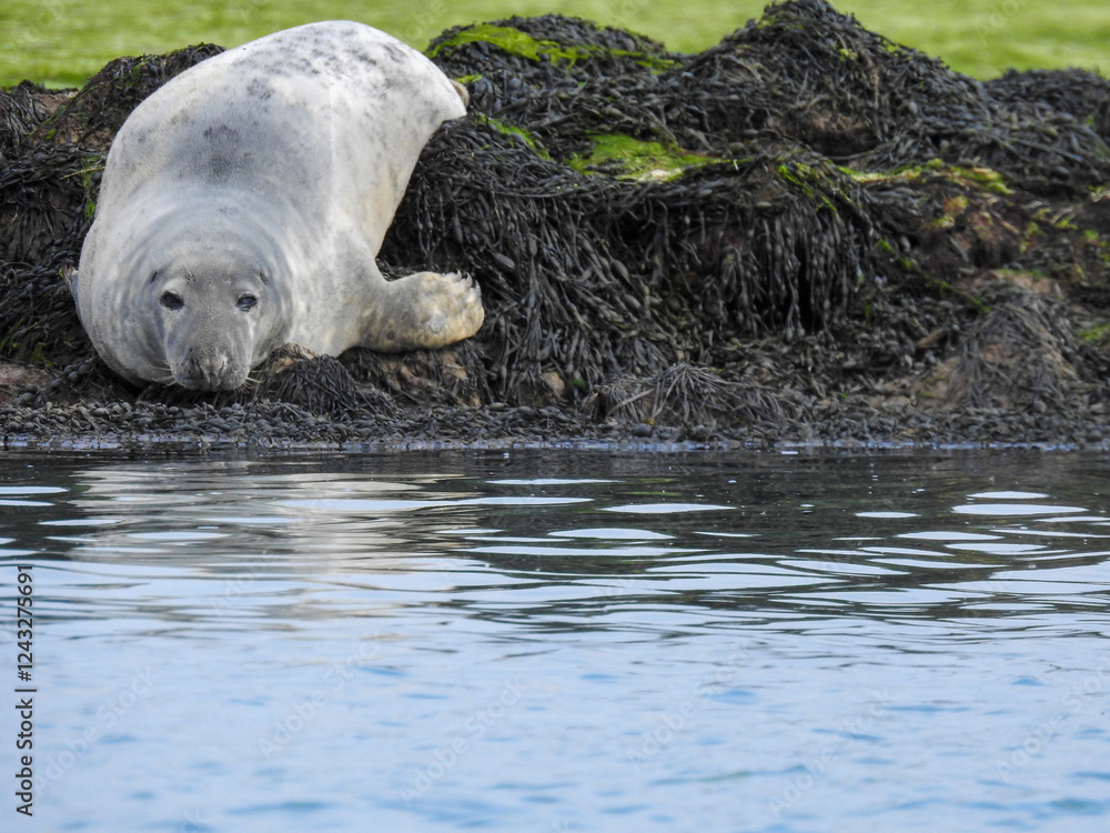 Naklejka premium Sleepy seal resting by the lake, eyes half-closed in a peaceful pose. Captured in natural light, highlighting its whiskers and smooth fur. Perfect for wildlife, nature, and tranquility themes.