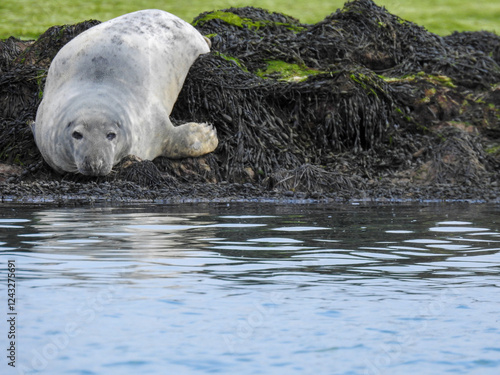 Sleepy seal resting by the lake, eyes half-closed in a peaceful pose. Captured in natural light, highlighting its whiskers and smooth fur. Perfect for wildlife, nature, and tranquility themes.