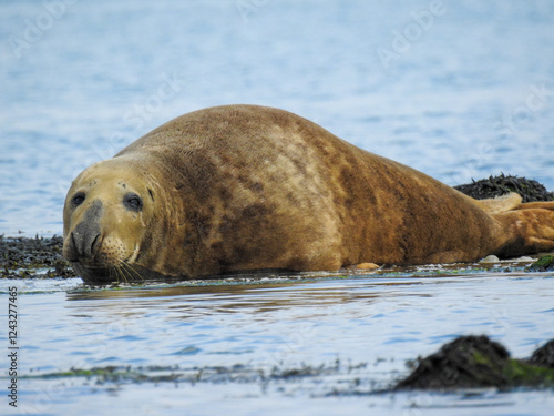 Sleepy seal resting by the lake, eyes half-closed in a peaceful pose. Captured in natural light, highlighting its whiskers and smooth fur. Perfect for wildlife, nature, and tranquility themes.