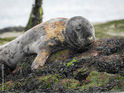 Sleepy seal resting by the lake, eyes half-closed in a peaceful pose. Captured in natural light, highlighting its whiskers and smooth fur. Perfect for wildlife, nature, and tranquility themes.
