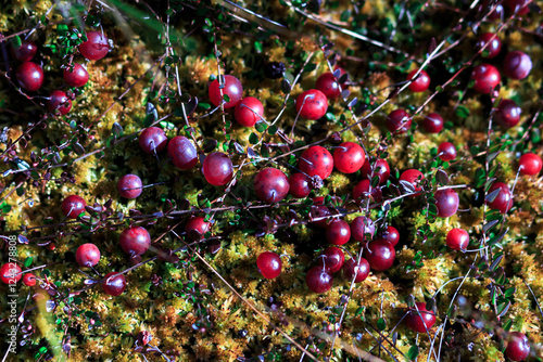 A lot of red ripe cranberries growing in moss in a swamp close-up. Belarus. Morse. photo