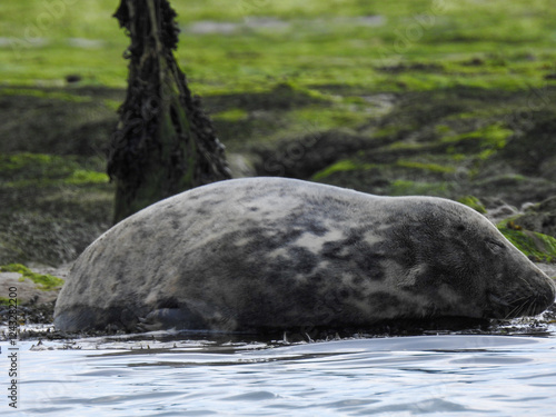 Sleepy seal resting by the lake, eyes half-closed in a peaceful pose. Captured in natural light, highlighting its whiskers and smooth fur. Perfect for wildlife, nature, and tranquility themes.