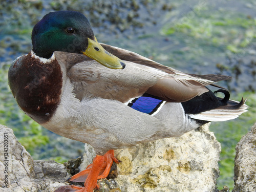 Duck perched on a rock by the lake, gazing over the calm water. Captured in natural light, highlighting its detailed feathers and serene setting. Perfect for wildlife and nature themes.
