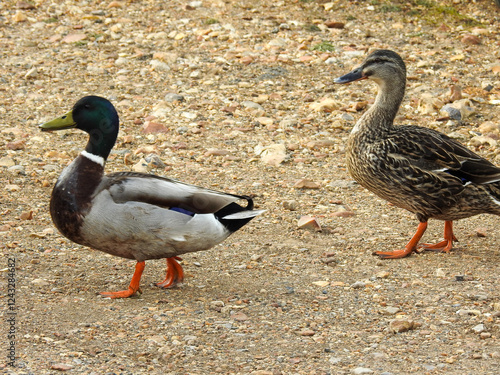 Two ducks walking side by side on a grassy path, captured in natural light. Their synchronized steps and detailed plumage evoke themes of wildlife, nature, and companionship.