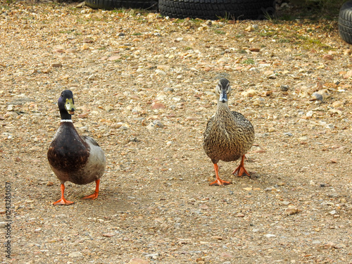Two ducks walking side by side on a grassy path, captured in natural light. Their synchronized steps and detailed plumage evoke themes of wildlife, nature, and companionship.