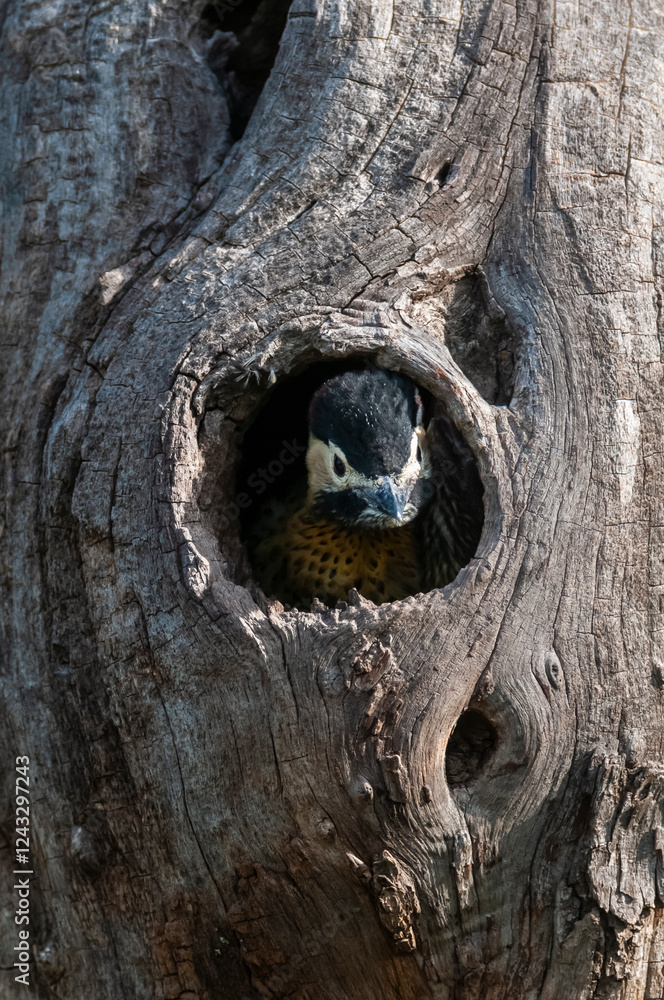 Green barred Woodpecker in forest environment, La Pampa province, Patagonia, Argentina. Green barred Woodpecker in forest environment, La Pampa province, Patagonia, Argentina.