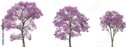 Photography Set of Handroanthus impetiginosus (the pink ipe, pink lapacho or pink trumpet tr