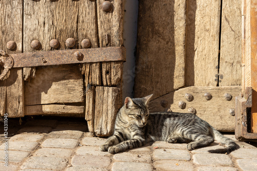 Beautiful corner of the Marrakech medina, with an exhibition of old wooden doors and stray cats. Morocco.