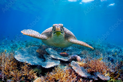 Green turtle swimming above corals