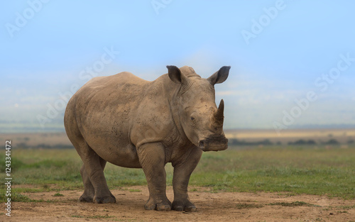 single cute and curious southern white rhino calf standing alert in the wild plains of solio game reserve, kenya