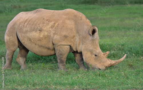 side view of single southern white rhino feeding on grass in the wild solio game reserve, kenya