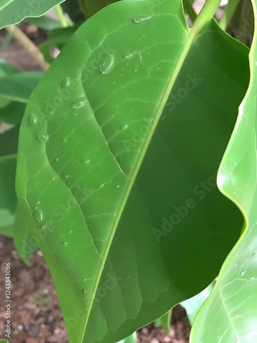 Coca Leaves: Erythroxylum coca Flour - Green Organic Leaves from Andes photo