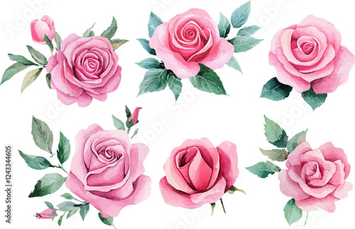 pink roses on white background
