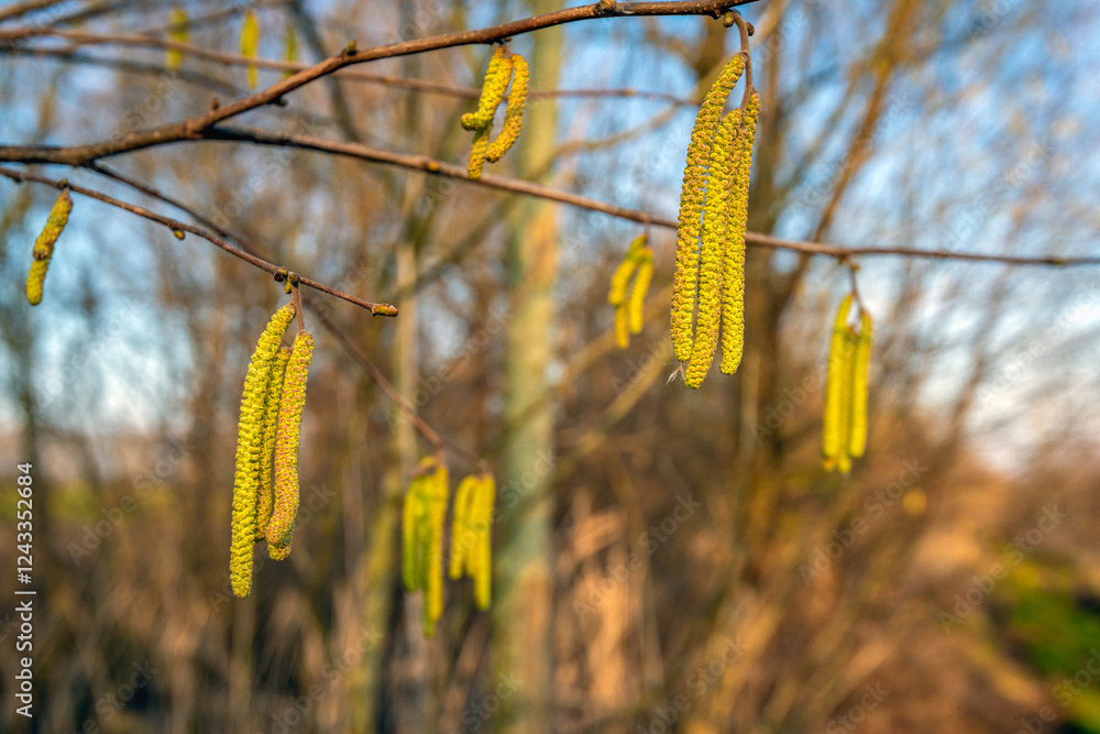 Closeup of hanging yellow male catkins of a common hazel shrub in the Dutch winter seaon. Many people are allergic to hazel pollen.
