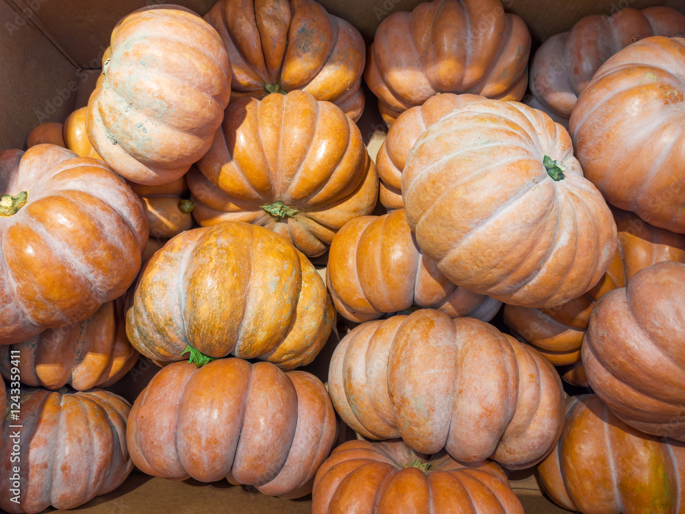 Yellow ribbed butternut pumpkins in cardboard box in vegetable market Yellow ribbed butternut pumpkins in cardboard box in vegetable market