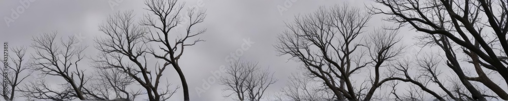 Tree limbs with bare branches stretching towards the sky on an overcast day , autumn, tree, blue Tree limbs with bare branches stretching towards the sky on an overcast day , autumn, tree, blue