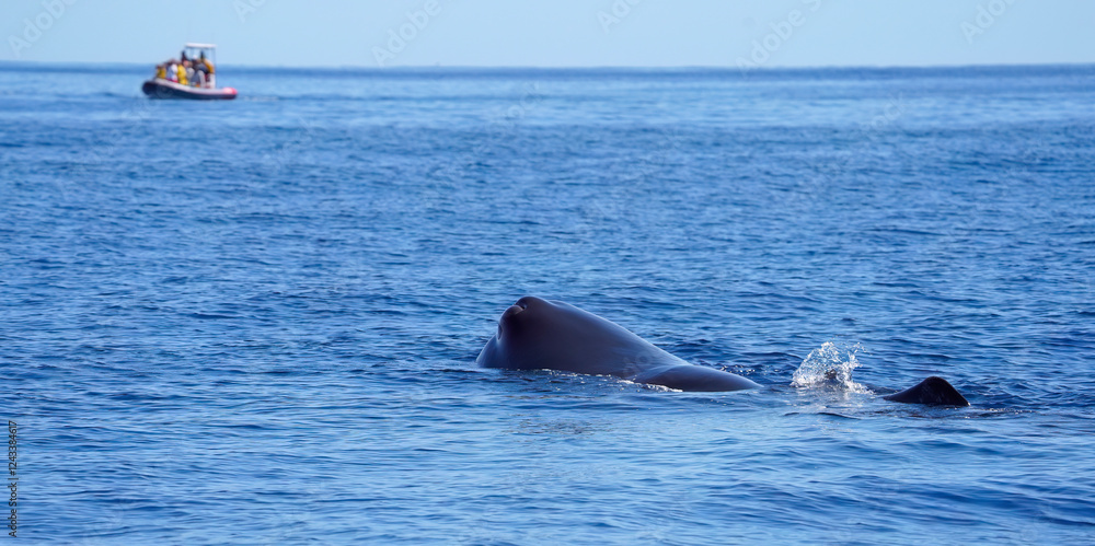 Fototapeta premium Sperm whale or cachalot, Physeter macrocephalu.