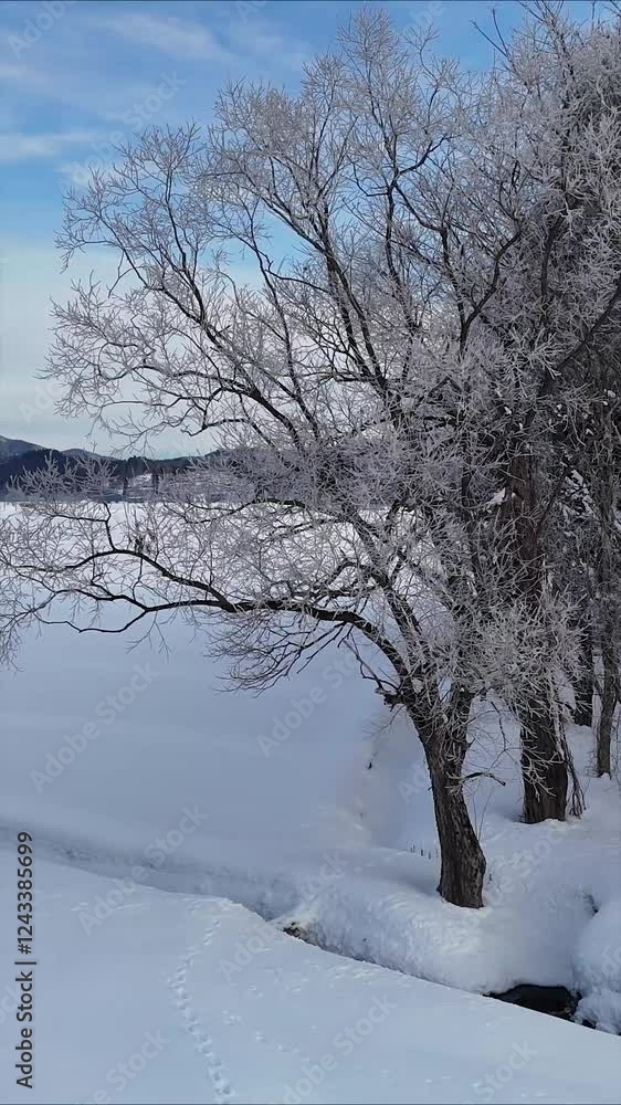 冬の森林 木 林 雪 寒い 景色 イメージ 冬の森林 木 林 雪 寒い 景色 イメージ