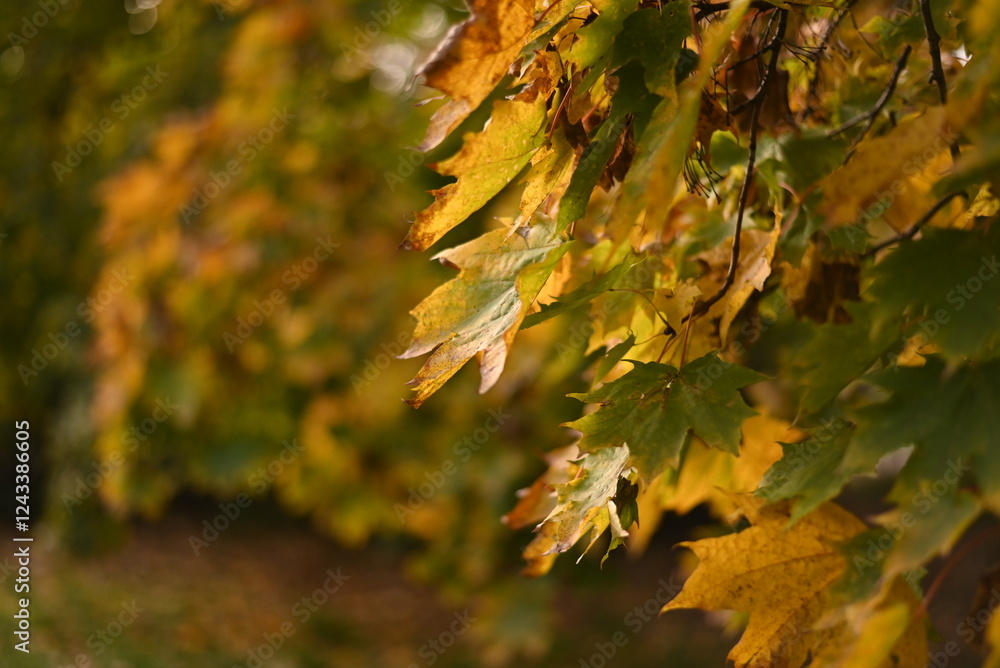 Photographing autumn maple trees and red maple leaves Photographing autumn maple trees and red maple leaves