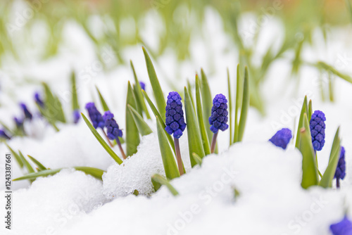 Fotografia blue grape hyacinth flowers emerging from snow in spring landscape