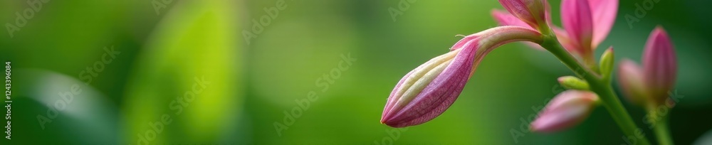 Delicate Orquid stem with soft pink petals and green leaves, garden, nature, plant Delicate Orquid stem with soft pink petals and green leaves, garden, nature, plant