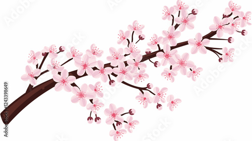 Blossoming Cherry Tree Branch on White