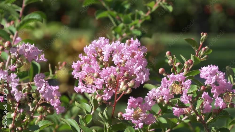 Crepe myrtle (lagerstroemia indica) or crepeflower plant in mild wind Crepe myrtle (lagerstroemia indica) or crepeflower plant in mild wind