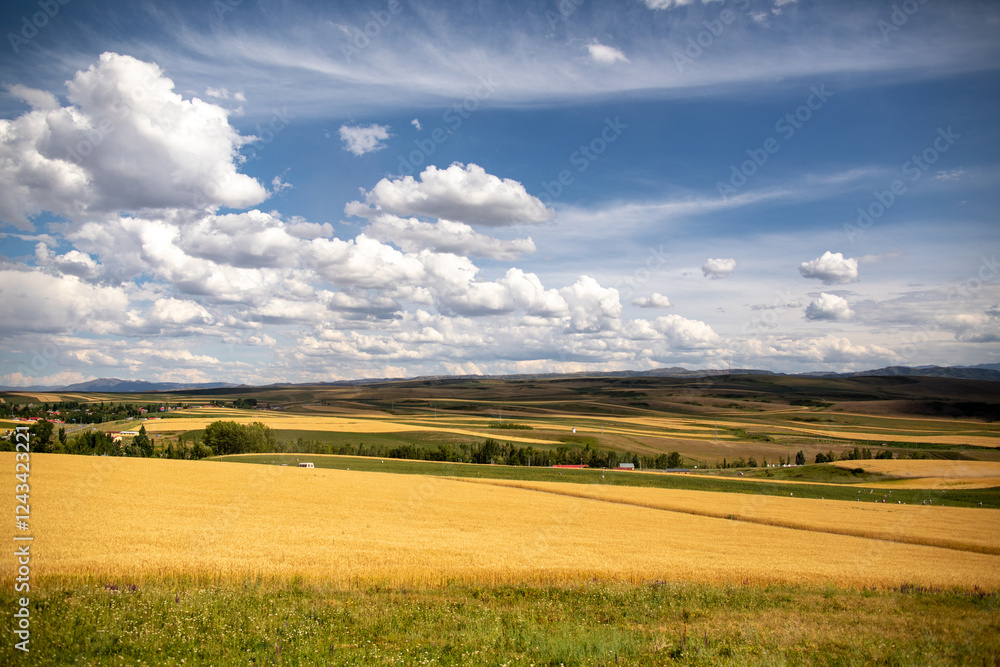 Wheat fields in the golden autumn in Tacheng, Xinjiang, China Wheat fields in the golden autumn in Tacheng, Xinjiang, China