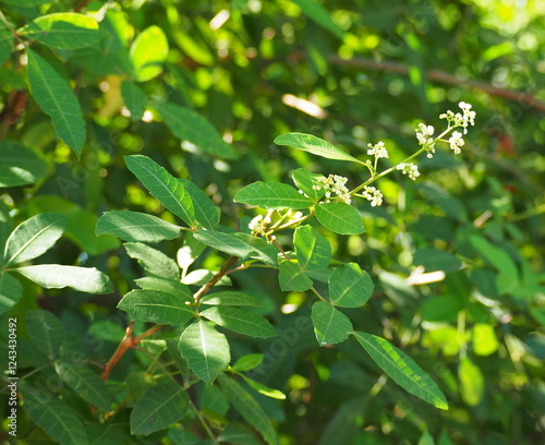 Brazilian pepper tree has small white flowers and popularly eaten as vegetable. Florida holly, Christmas berry or Pepper tree is native of South America. Beal fruit -like aroma, leaves similar to neem photo