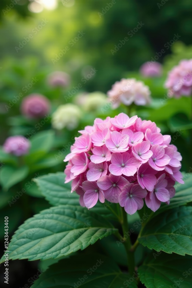 Hydrangea blooms in a serene, natural environment, garden, bloom Hydrangea blooms in a serene, natural environment, garden, bloom