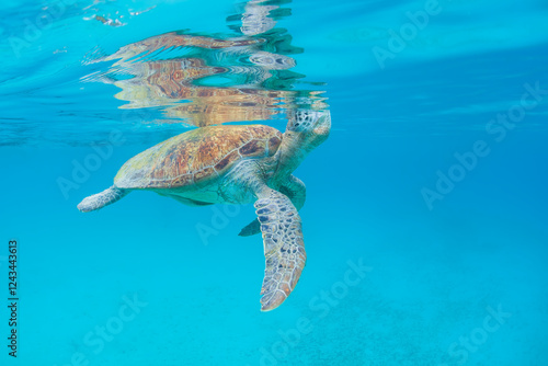 Green Turtle at Perhentian island, Malaysia