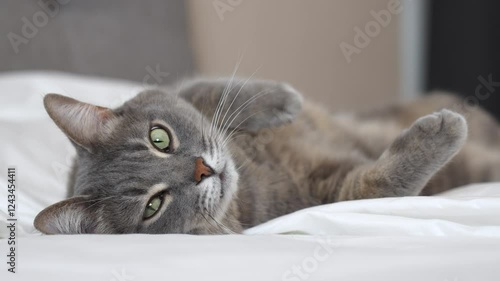 cat lies on the bed on its back and looks at the camera
