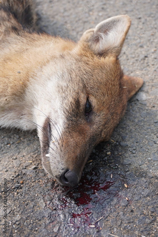 Fototapeta premium The head of the dead jackal and blood has fallen on the asphalt road