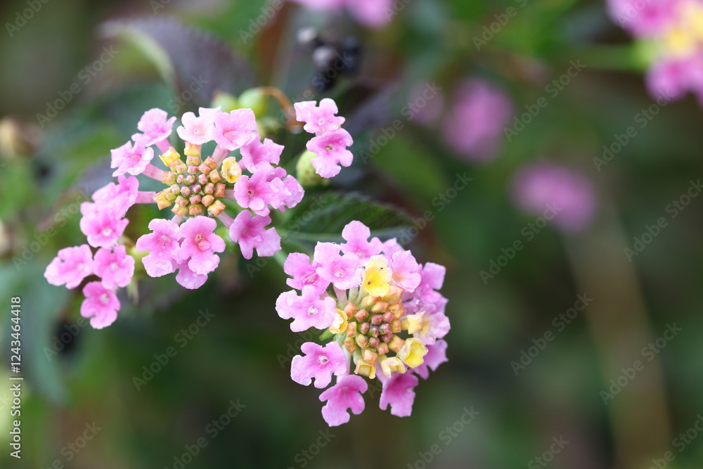 top view of lantana (shrub verbenas or lantanas) flowers top view of lantana (shrub verbenas or lantanas) flowers