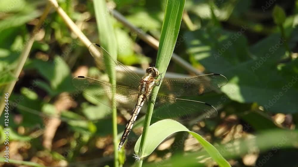 4k aerial video capturing a dragonfly resting on green grass in a vibrant nature setting during sunny daytime 4k aerial video capturing a dragonfly resting on green grass in a vibrant nature setting during sunny daytime