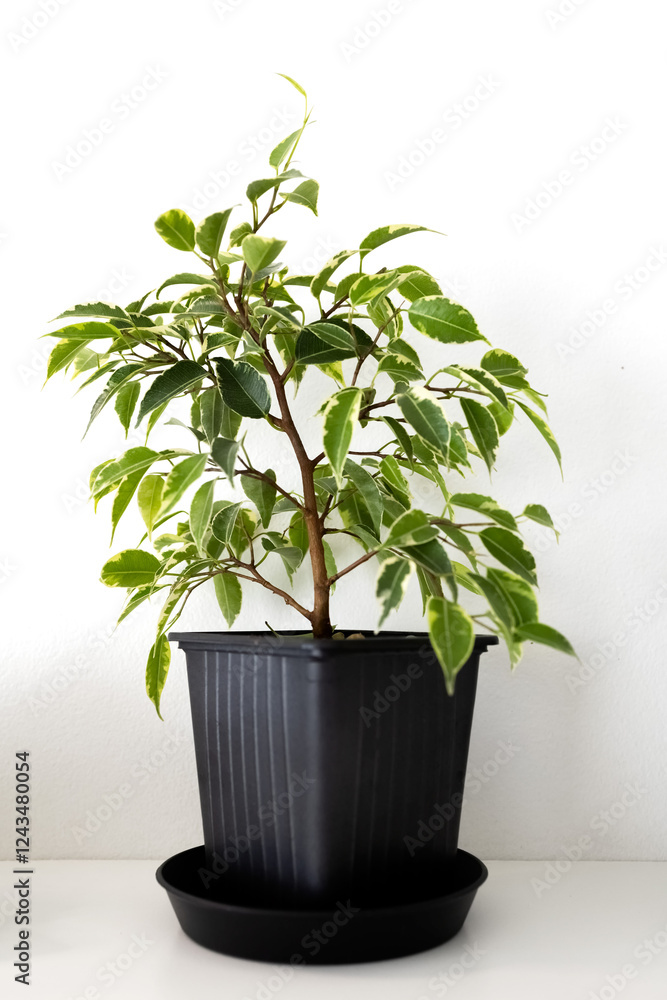 Obraz premium Ficus Benjamina, Lovely grows in a black pot on a white background. Photo